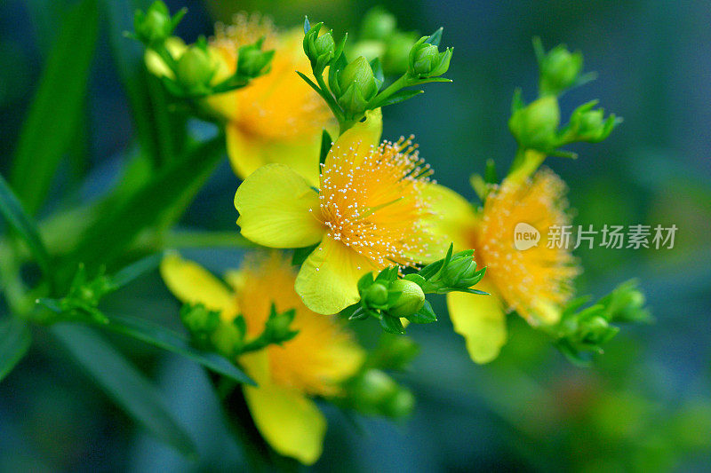 金丝桃/灌木状圣约翰草:明亮的黄色花，雄蕊日爆